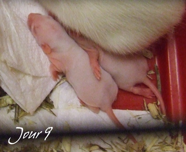 [19] 1 bébé standard albinos super sympa cherche une maman Dscf7740