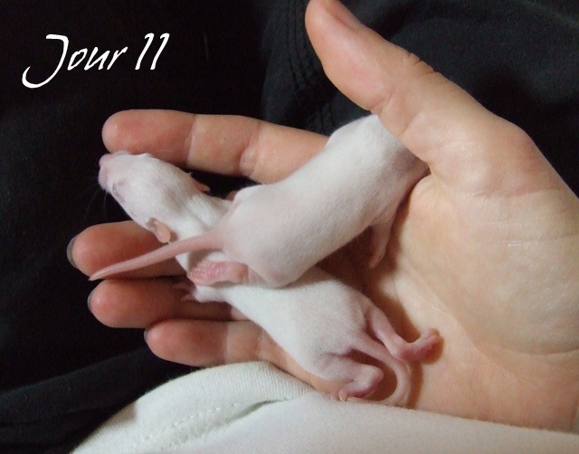 [19] 1 bébé standard albinos super sympa cherche une maman Dscf7744