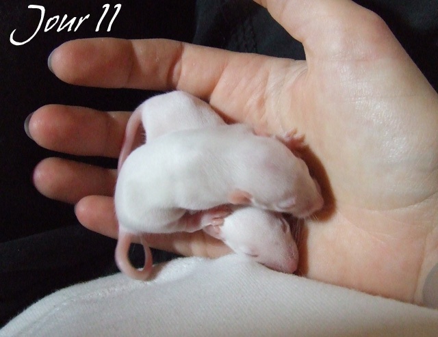 [19] 1 bébé standard albinos super sympa cherche une maman Dscf7746