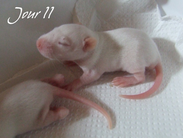 [19] 1 bébé standard albinos super sympa cherche une maman Dscf7815