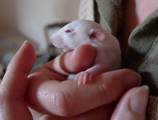 [19] 1 bébé standard albinos super sympa cherche une maman P1000112