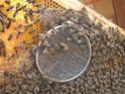 Підсаджування маток у бджолині сім'ї - Сторінка 4 Img_3816