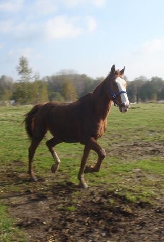 Chevaux Du Hainaut Cristal Jumping Club A Manage Dsc06810