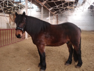 Chevaux Du Hainaut Cristal Jumping Club A Manage Dsc07510