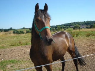 Chevaux Du Hainaut Cristal Jumping Club A Manage Phakir10