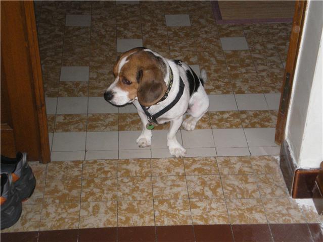 Croisé beagle mâle, 3 ans (81) Getatt15