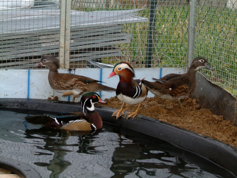 canard Mandarin Canard11