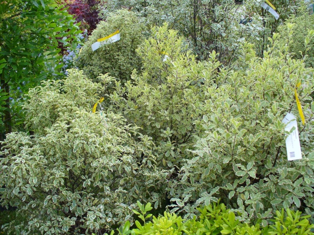 La fête de la rose à Chaalis Fleurs10