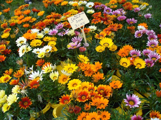 La fête de la rose à Chaalis Fleurs31