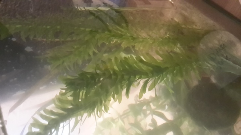Identification d'une plante 20160311