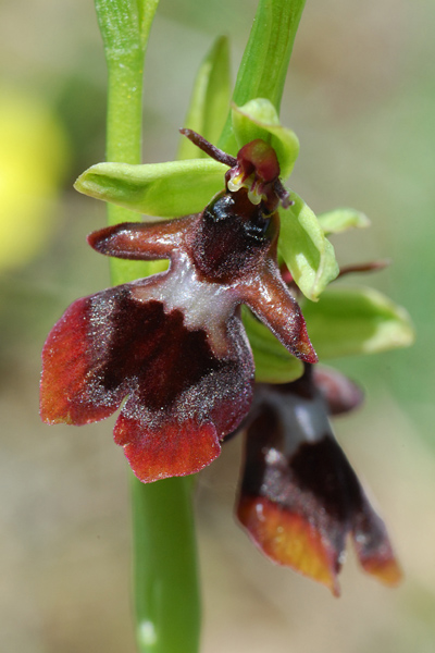 Ophrys insectifera Jlr_1610