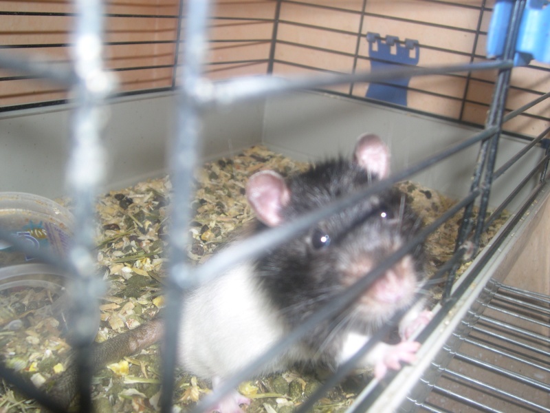 15 rats recherchent un foyer -sauvetage urgent- Dscn1825