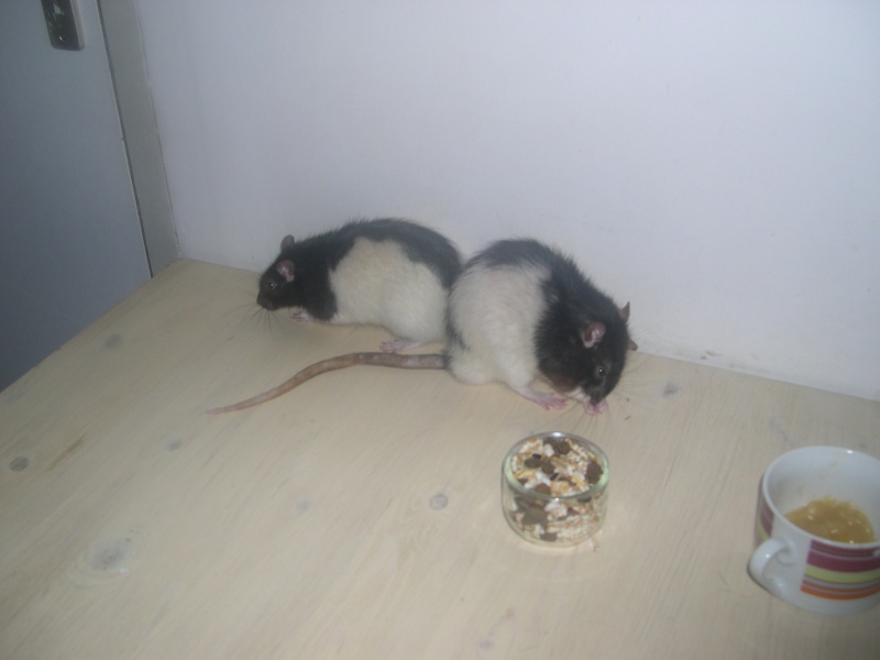 15 rats recherchent un foyer -sauvetage urgent- - Page 2 Dscn2012