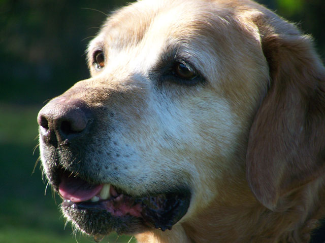 NICKY (labrador) - Page 8 100_5923