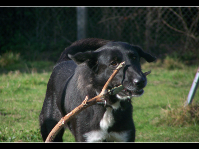 MISS (croisé labrador) - Page 2 100_9845