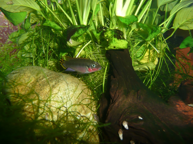 PELVICACHROMIS TAENIATUS SP." NIGERIA RED" P1010310