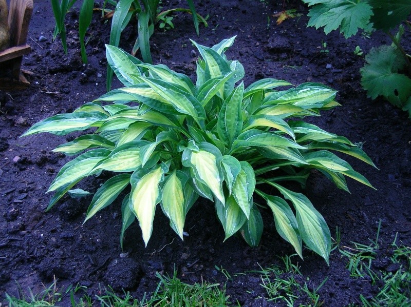 Hosta 4_juil11