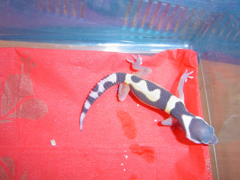 repro 2009 (gecko leopard) Ma_pet10