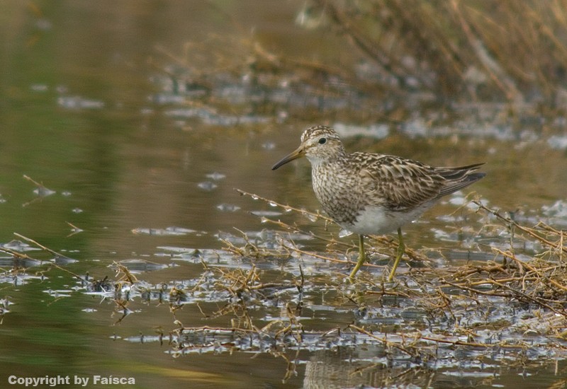 Calidris melanotos - Philomachus pugnax _igp4511