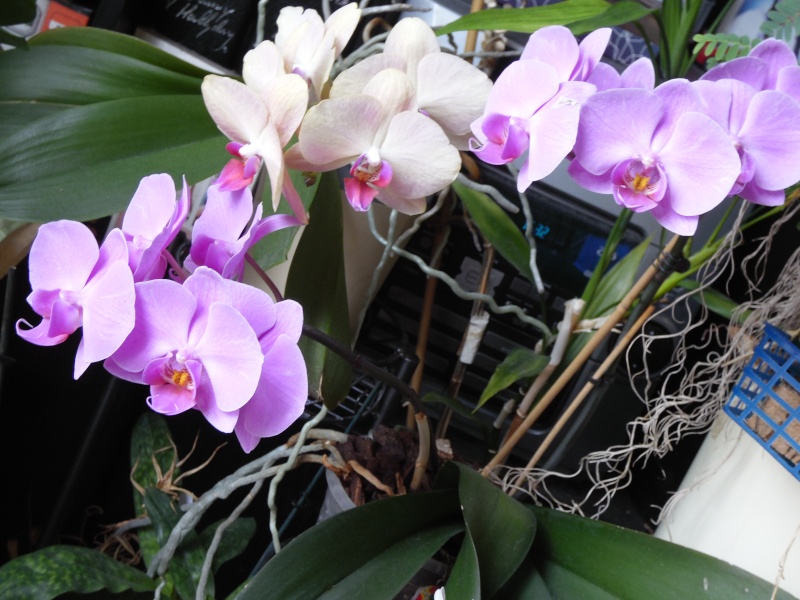 orchidées - floraisons du moment 2016 - Page 4 Sam_0515