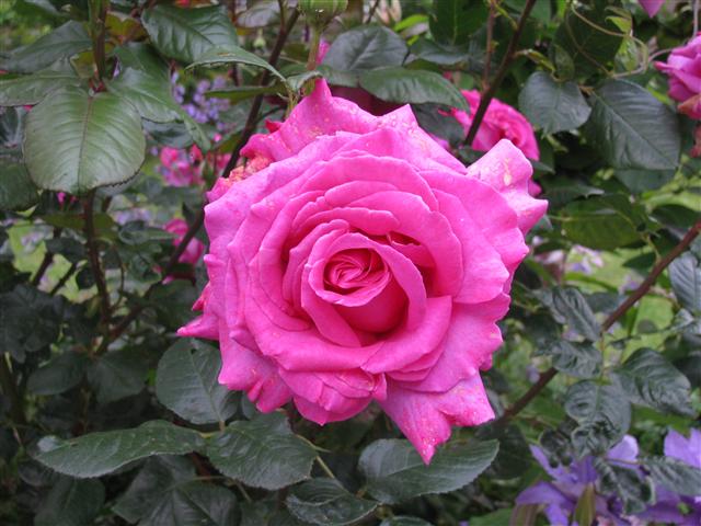 Chartreuse de Parme (Delbard 1996), rose foncé très parfumée Img_4911