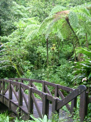 Martinique, Les gorges de la falaise d'Ajoupa-Bouillon 22261310