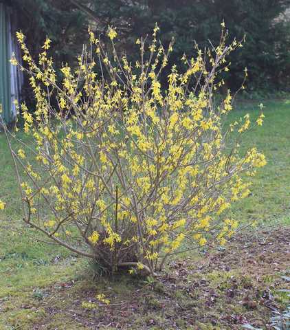 Forsythia 17032021