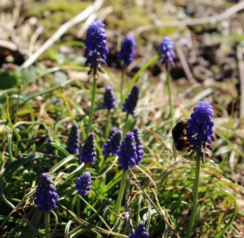 fleurs d'hiver 2015/2016 - Page 6 21022020