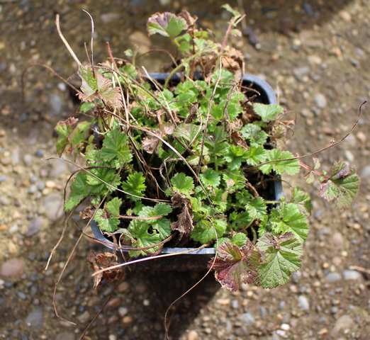 Ancolie........stp?/Geum & Scabiosa! 24022018