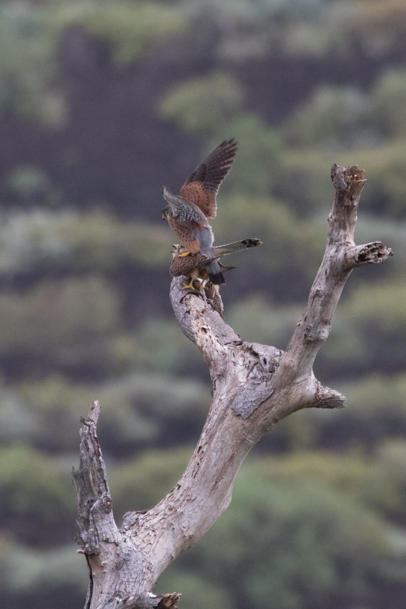 Oiseaux de Ténérife (maj février 2017) Faucon10