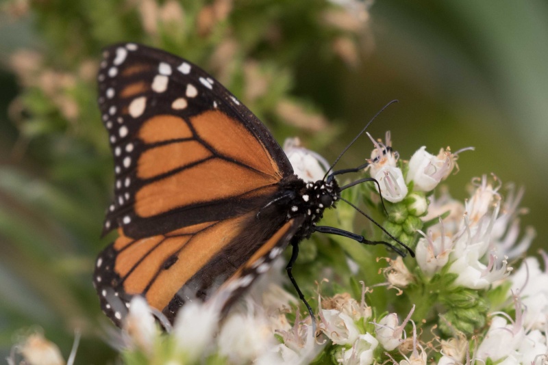 Papillons et lézards de Ténérife (maj février 2017) Monarq11