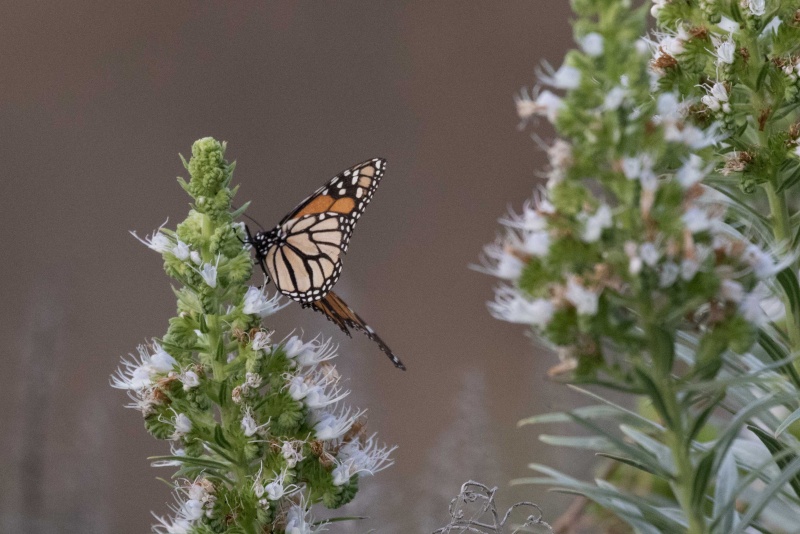 Papillons et lézards de Ténérife (maj février 2017) Monarq13