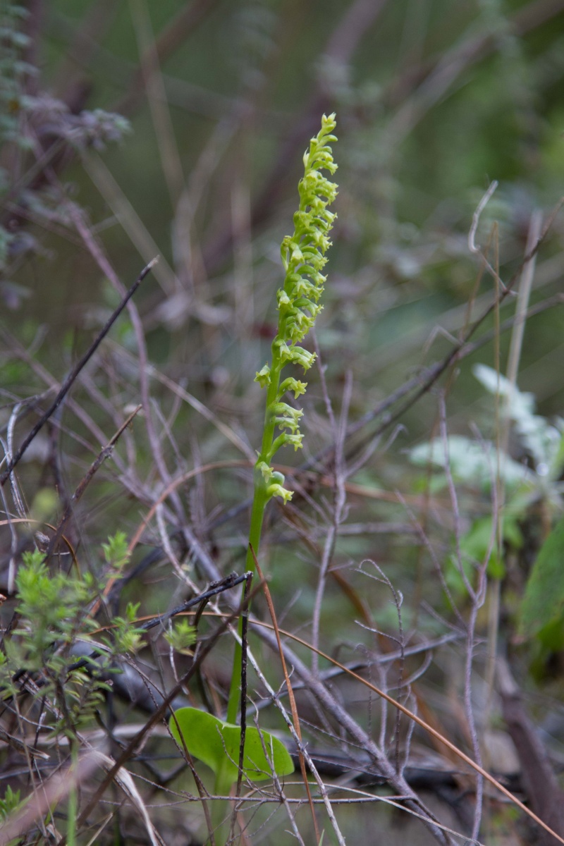Gennaria diphylla de Ténérife (mise à jour 2017) Orchid15