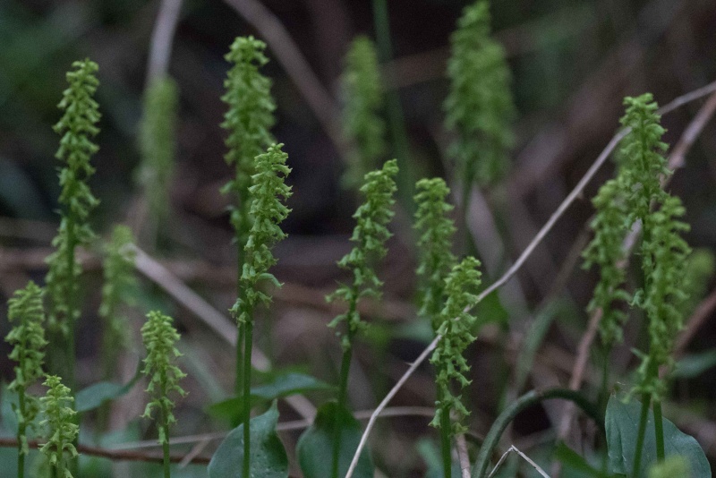 Gennaria diphylla de Ténérife (mise à jour 2017) Orchid18