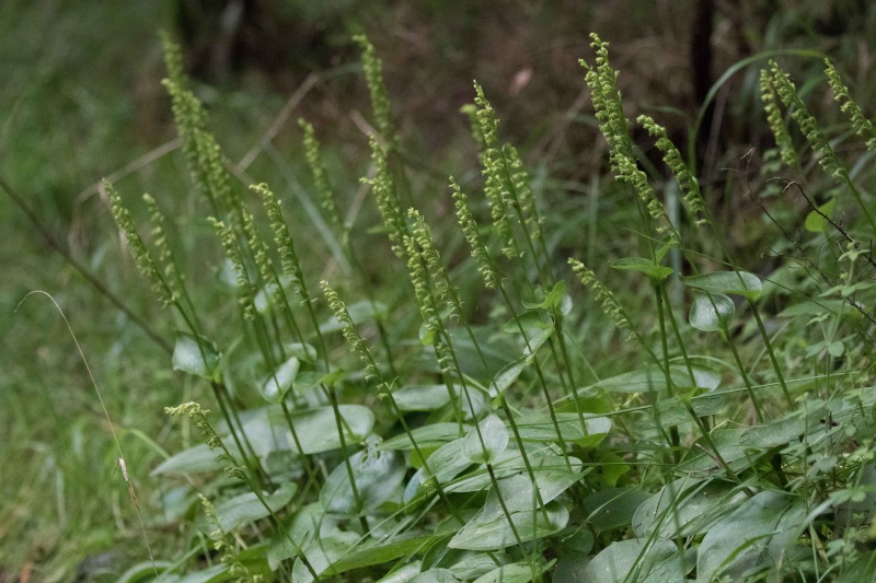 Gennaria diphylla de Ténérife (mise à jour 2017) Orchid19