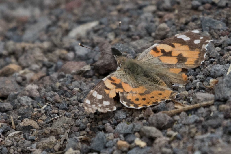 Papillons et lézards de Ténérife (maj février 2017) Papill11