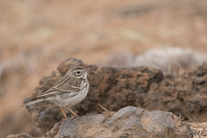 Oiseaux de Ténérife (maj février 2017) Pipit-10