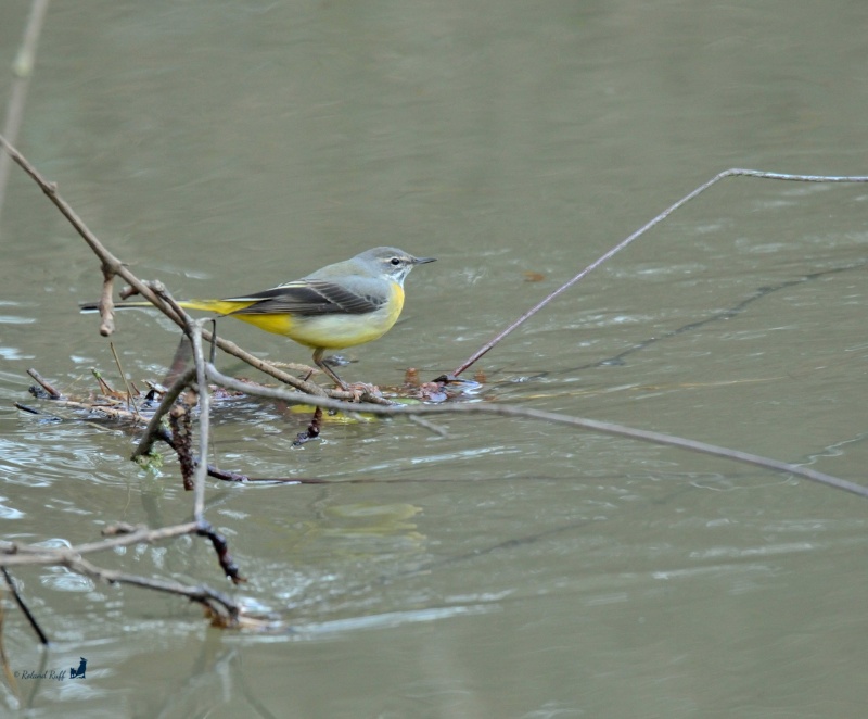 Bergeronnette des ruisseaux _dsc5510