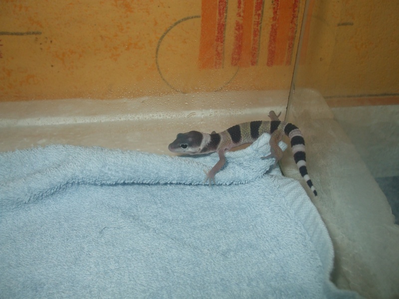 naissance de gecko leopard Bebe_g14