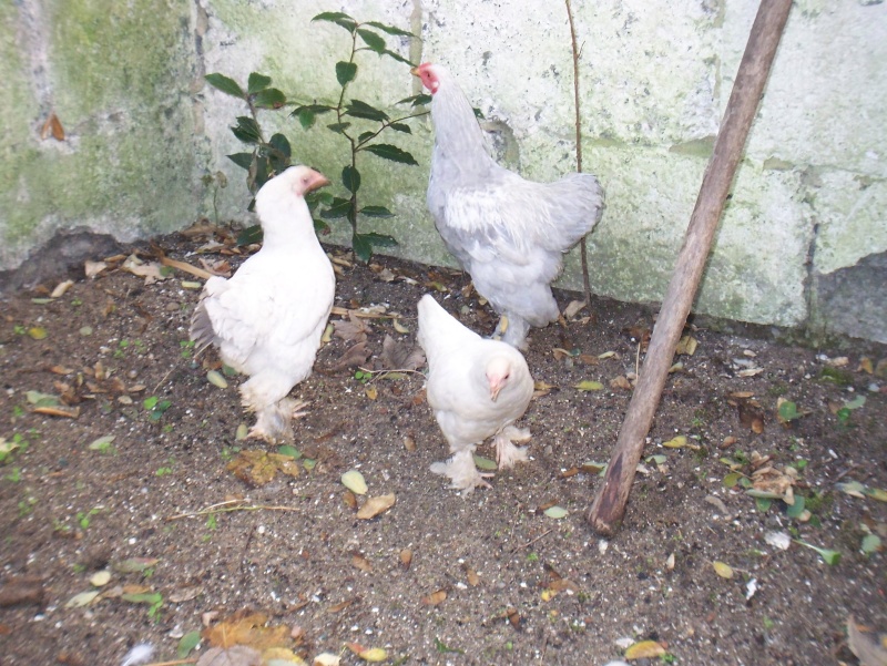 brahma naine pmd gris perle et pma gris perle Kevin_16