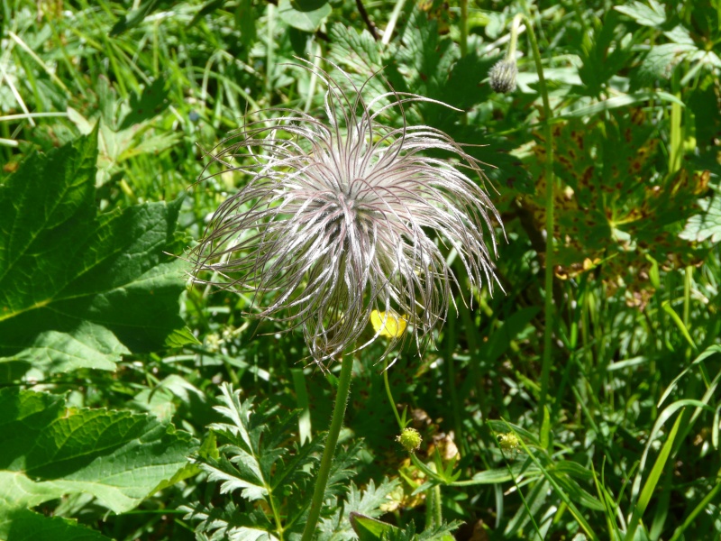 La flore en Haute Tarentaise - Page 2 Vacanc36