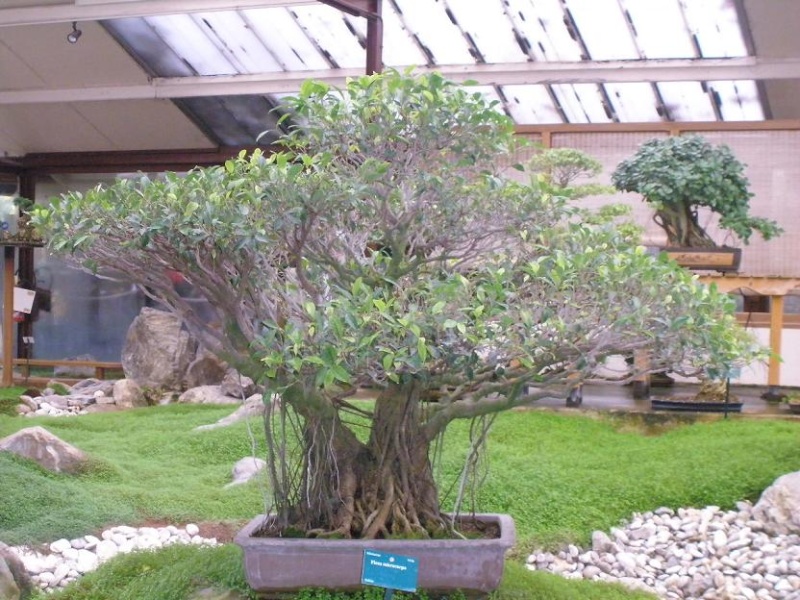 Bonsai a Vincennes 1_ficu13