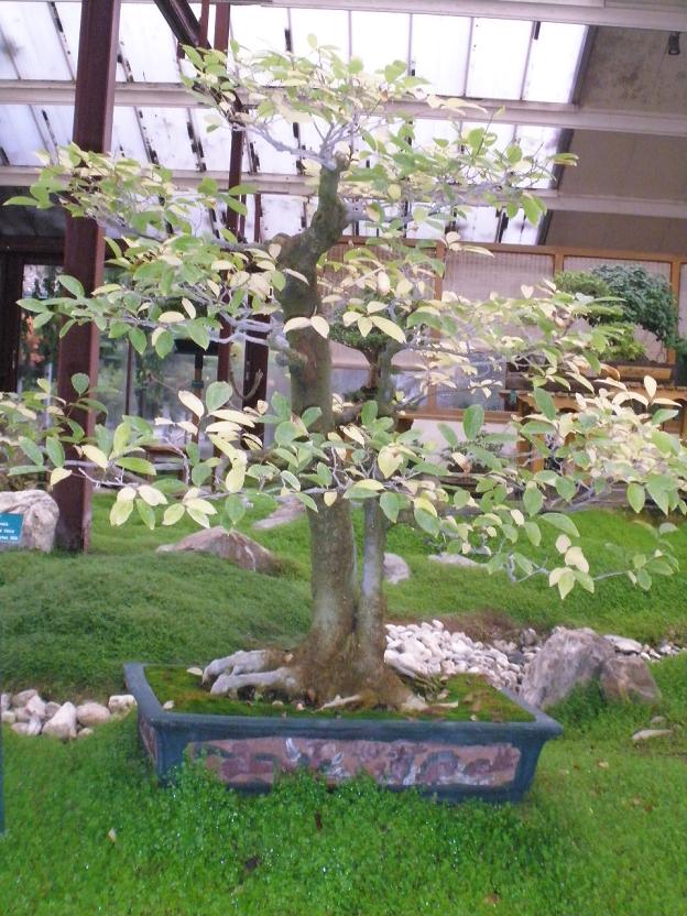 Bonsai a Vincennes 1_mico10