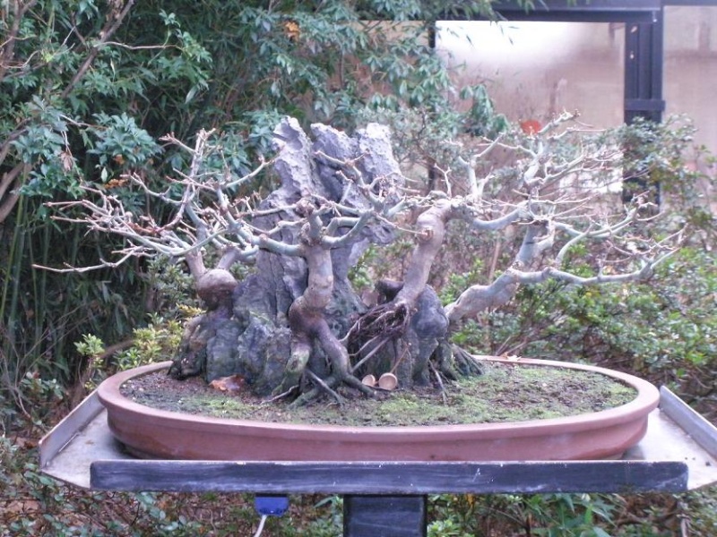 Bonsai a Vincennes Acer_p11