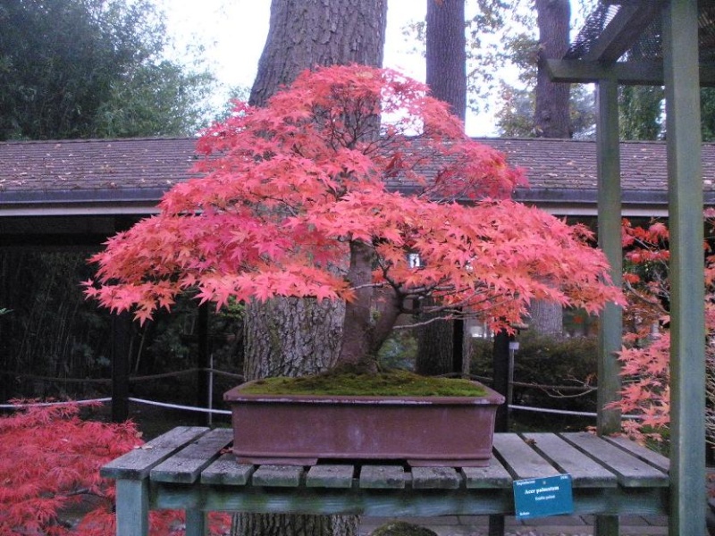 Bonsai a Vincennes Acer_p12