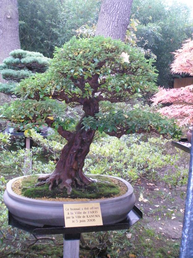 Bonsai a Vincennes Azalae14