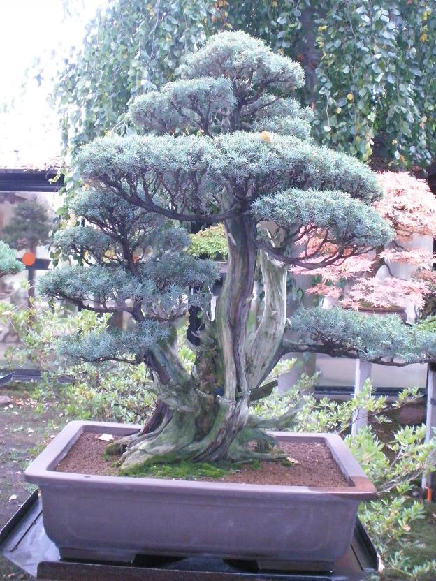 Bonsai a Vincennes Junipe12