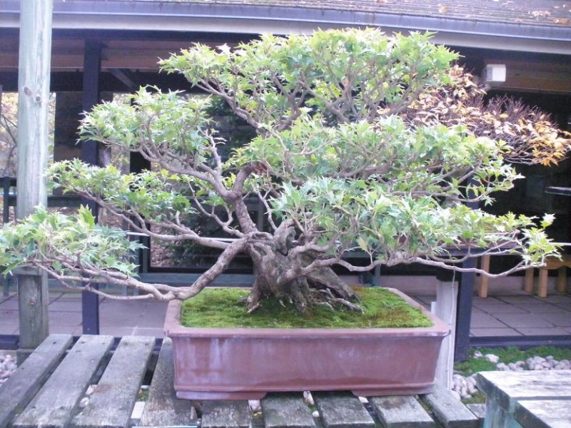 Bonsai a Vincennes Osmant10