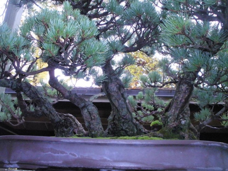 Bonsai a Vincennes Pinus_11