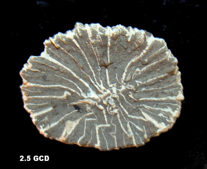 Desmophyllum castellolense (Alvarez-Perez 1997) Desmop10